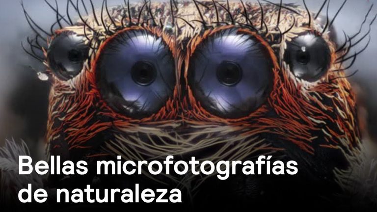 Descobreix el món ocult a través de la microfotografia – Tècniques i inspiració